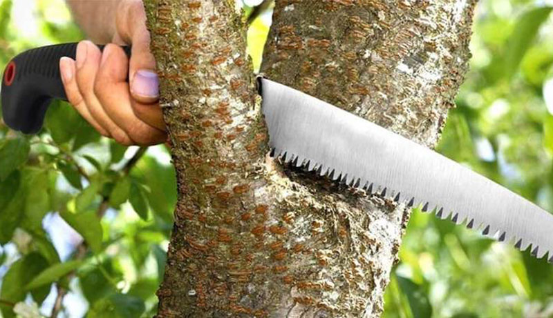 Best Hand Saws For Cutting Trees 