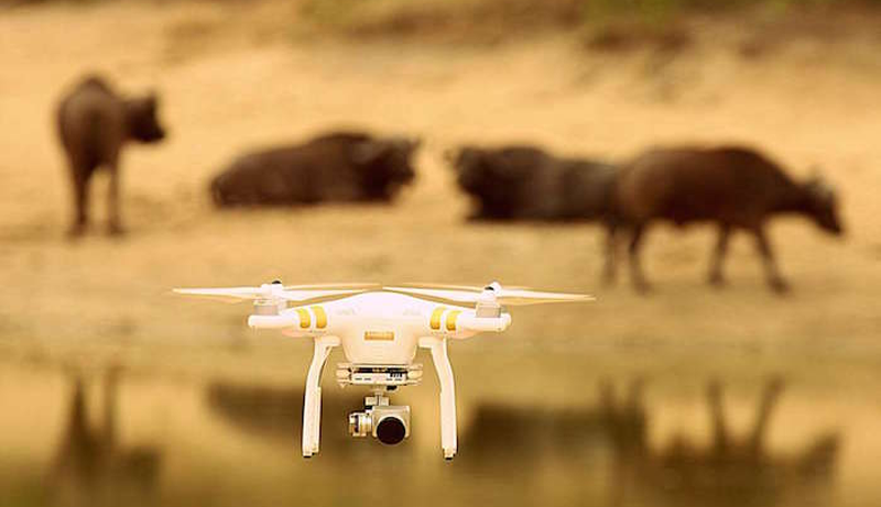 Best Drone for Wildlife Photography